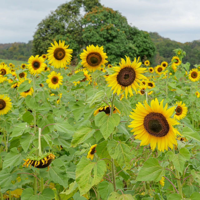 ดอกทานตะวันที่บานแล้วที่ไร่มณีศร 🌻