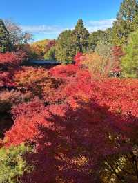 京都へ行こう！京都の紅葉🍁【東福寺】