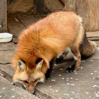 狐狸為伴的世界 - 宮城藏王狐狸村🦊