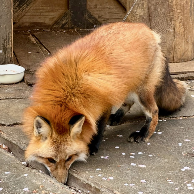 狐狸為伴的世界 - 宮城藏王狐狸村🦊