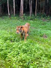 富國島🇻🇳Vinpearl Safari Phú Quốc：近距離探索野生動物的最佳體驗