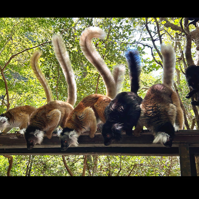 ☾︎長崎☽︎ 触れ合いメインの動物園