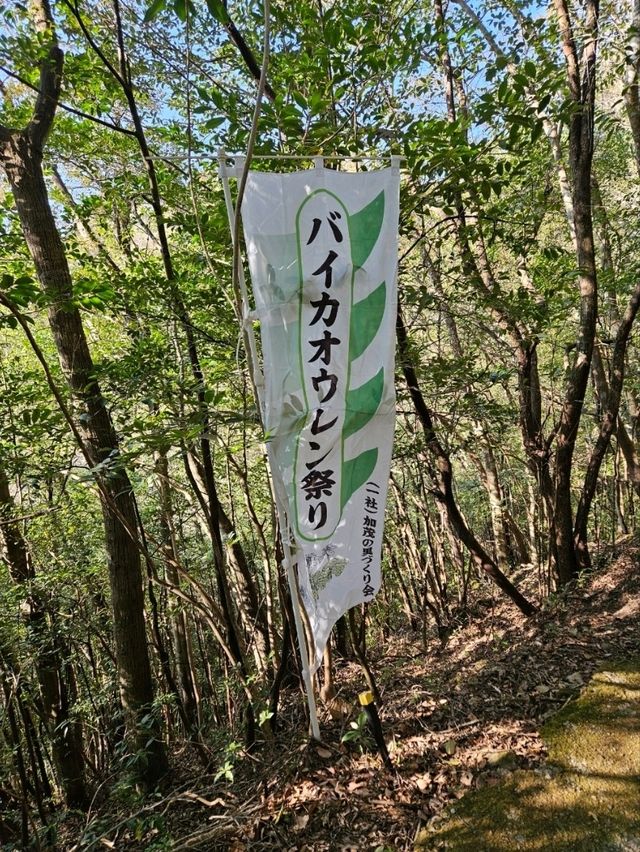 【朝ドラ春欄間好きは絶対行って！】