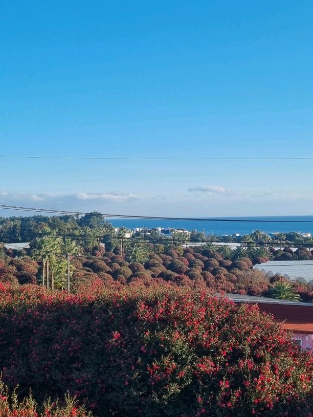 겨울엔 제주동백❤️
