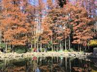 Red leaf in People's park during New Year 2024 - 2025