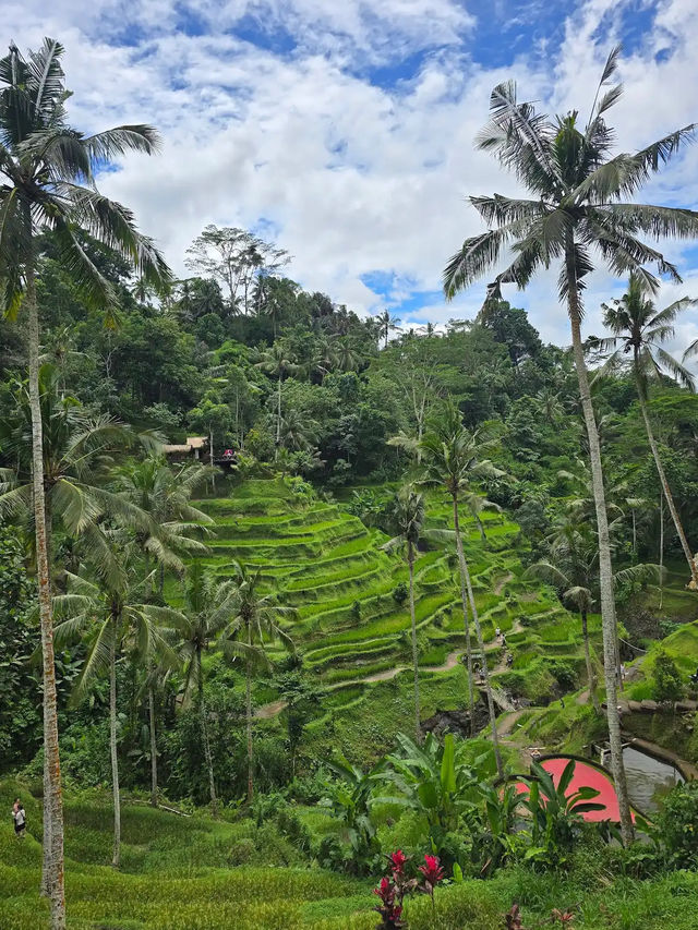 Ceking Rice Terrace