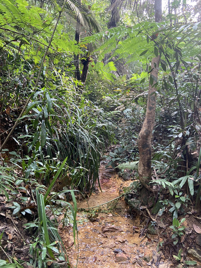 Bukit Gasing: A Hidden Green Escape Near the City
