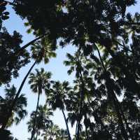 คำชะโนด วังนาคินทร์