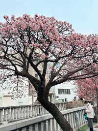 Experience the Earliest Cherry Blossoms in Japan - visit Atami Sakura!