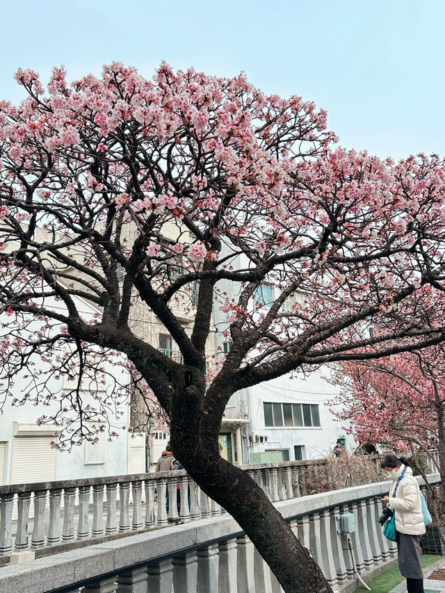 Experience the Earliest Cherry Blossoms in Japan - visit Atami Sakura!