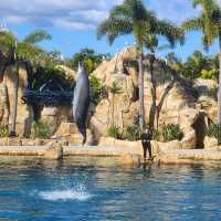 Dive into Adventure: Sea World Gold Coast