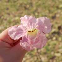 🌸ชมพูพันธุ์ทิพย์บานแล้วที่ #เกษตรกำแพงแสน