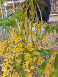 งานรักษ์เหลืองจันท์ครั้งที่ 23 