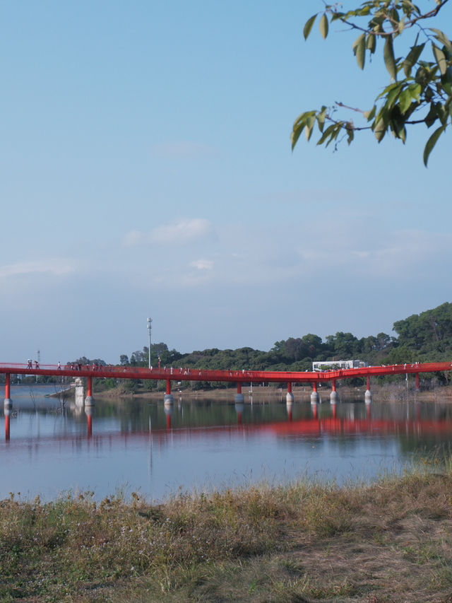 深圳虹橋公園：叢林中紅飄帶 