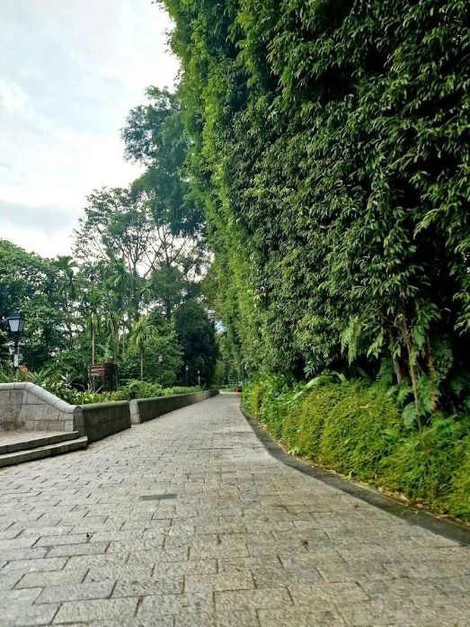 Fort Canning Tree Tunnel
