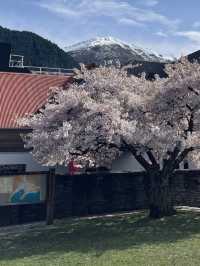 札幌圓山公園的櫻花夢幻之旅 🌸🌳