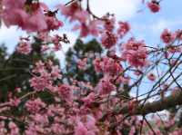 台中🌸 武陵農場櫻花，粉色浪漫爆擊！🌸 漫步花海，捕捉最美瞬間！📸💖