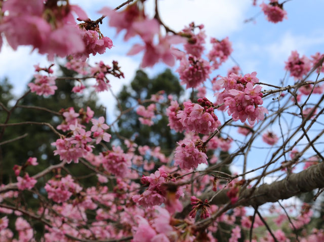 台中🌸 武陵農場櫻花，粉色浪漫爆擊！🌸 漫步花海，捕捉最美瞬間！📸💖