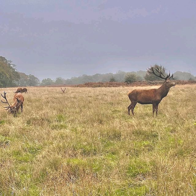 Richmond Park (London)