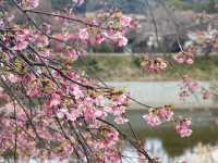 Kawazu Zakura จุดชมซากุระสีชมพูที่บานก่อนใคร