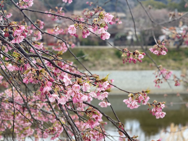 Kawazu Zakura จุดชมซากุระสีชมพูที่บานก่อนใคร