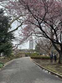 Early Sakura Blooms: Where to Catch Japan’s First Cherry Blossoms!