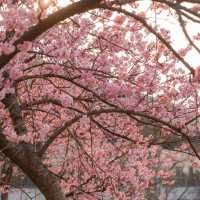 武漢植物園🥳粉紅盛宴 🌸