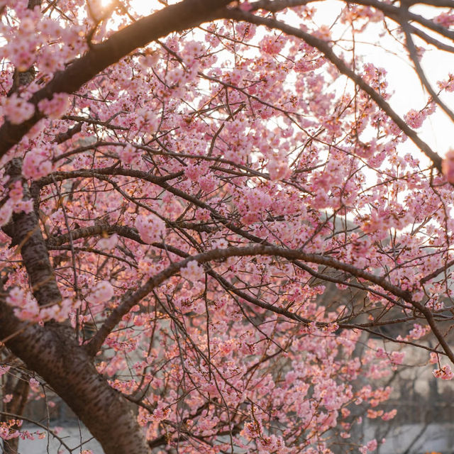 武漢植物園🥳粉紅盛宴 🌸