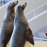 福岡の水族館『マリンワールド海の中道』🐠