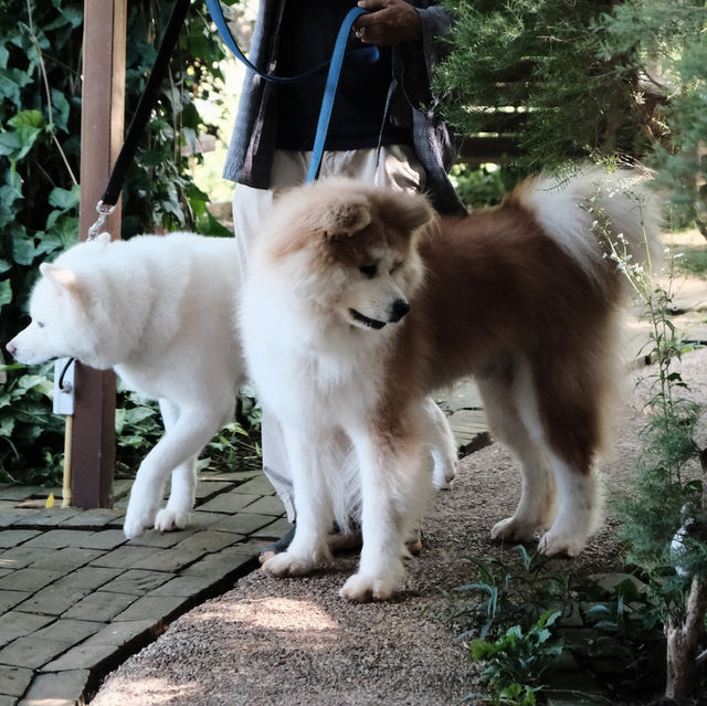 ที่พัก Mori Natural Farm เชียงใหม่