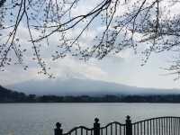 ภูเขาไฟฟูจิ & ทะเลสาบคาวากูชิโกะ ดีย์ต่อใจ