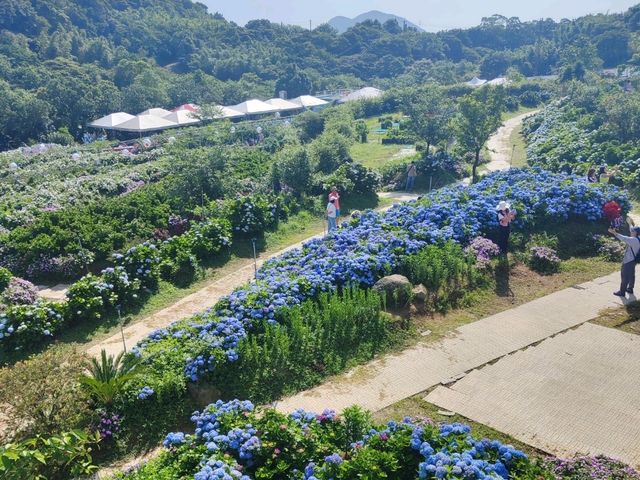 萬里高家繡球花田