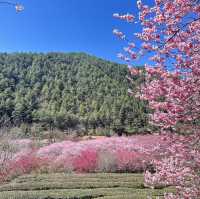 武陵農場櫻花季