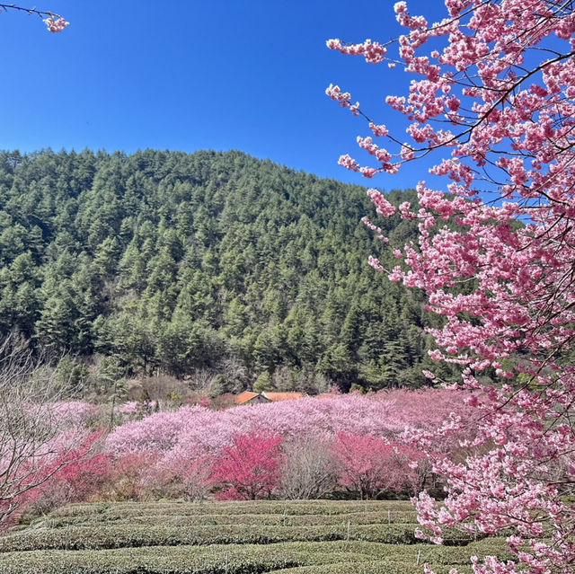 武陵農場櫻花季