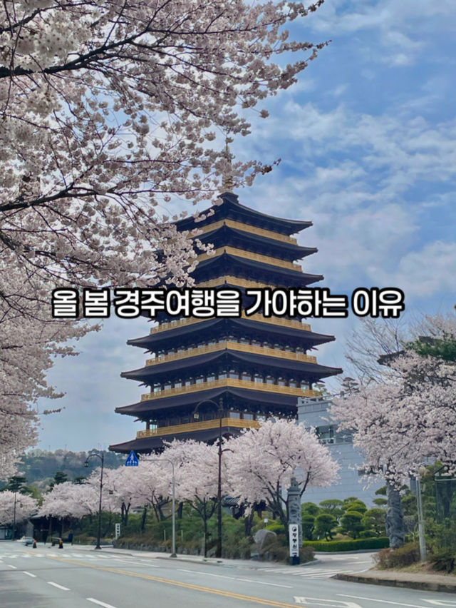 올 봄 경주로 떠나야하는 이유(경주벚꽃여행코스)