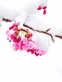Winter and Spring Magic at Lijiang Black Dragon Pool