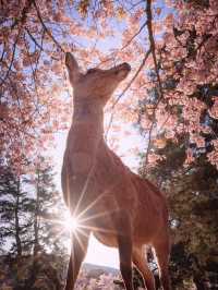 Chasing Sakura at Nara Deer Park