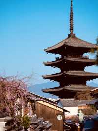 【京都×春旅】  八坂の塔と桜が撮れるスポットは大人気！