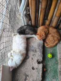 Nusa Lembongan Cat Cafe!