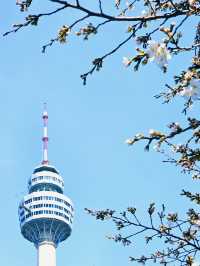 Blossoms Over Thrills: A Serene Escape at E World