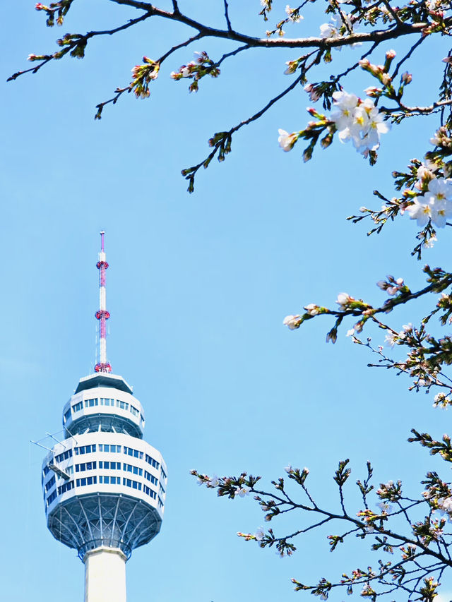 Blossoms Over Thrills: A Serene Escape at E World
