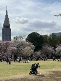 Spring Blossoms at Shinjuku Gyoen🌸