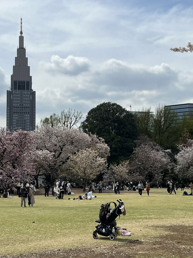 Spring Blossoms at Shinjuku Gyoen🌸