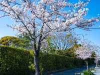 Chasing Sakura in Nagoya City