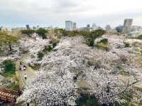 福岡舞鶴公園賞櫻美景