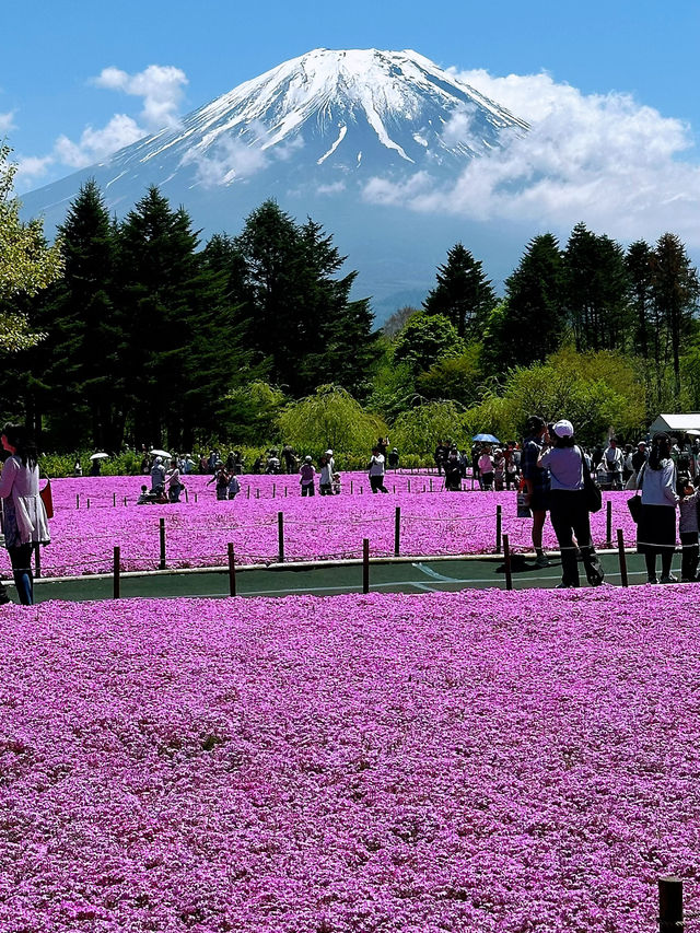 富士山×絶景フラワー🌸富士本栖湖リゾートで癒しのひととき