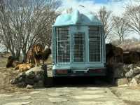 近距離接觸野生動物