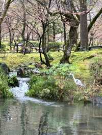 【京都×春旅】 境内中心の大きな池  裏手の華美でない奥ゆかしさ