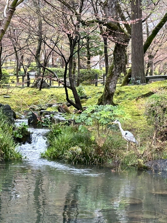 【京都×春旅】 境内中心の大きな池  裏手の華美でない奥ゆかしさ