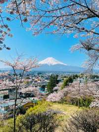 まるで日本の絵葉書✨新倉山浅間公園で絶景富士ビュー！